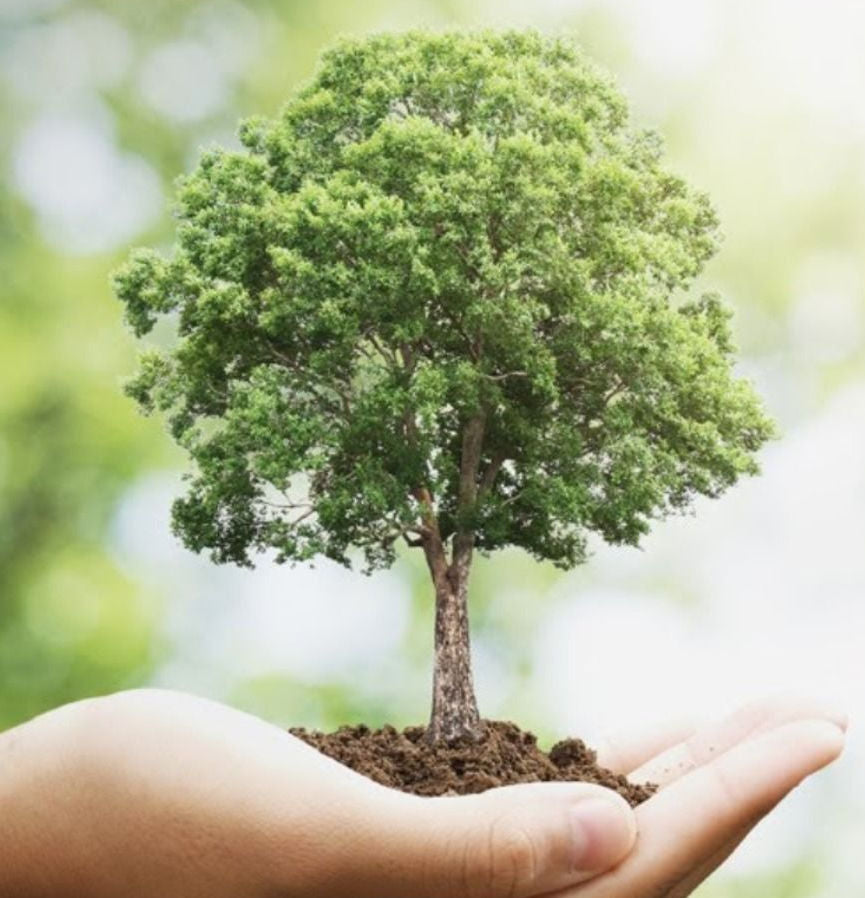 Plant 5 Trees