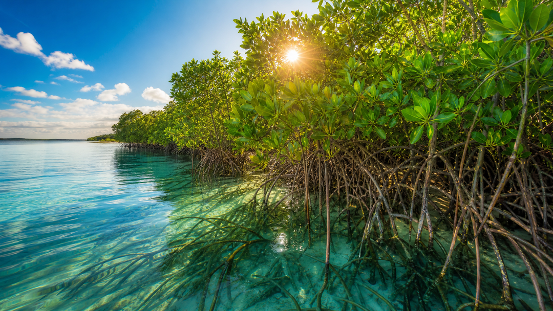 Mangroves Are Making a Comeback and Highland Fayre Has Been Part of the Story